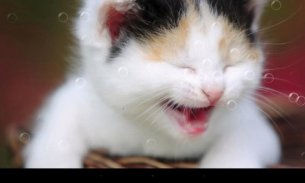 Funny Cat Live Wallpaper screenshot 5