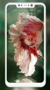 Betta Fish Wallpapers screenshot 2