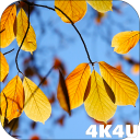 Autumn Leaves Video Wallpaper Icon