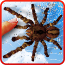 Spider, live wallpaper Icon