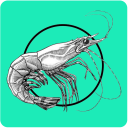 Shrimp Farming BD Icon