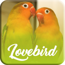 Master Kicau Lovebird Offline