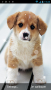 Puppy Live Wallpaper screenshot 4