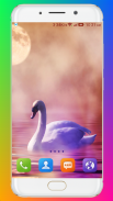 Swan Wallpaper HD screenshot 2