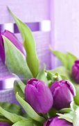 HD Purple Tulips Wallpaper screenshot 14