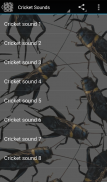 Cricket Sounds screenshot 0