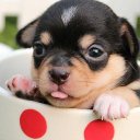 Cute puppies wallpaper hd Icon