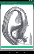 Muscle Anatomy Reference Guide screenshot 20