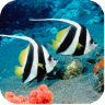 Aquarium Live Wallpaper