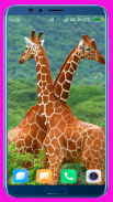 Giraffe Wallpaper screenshot 2