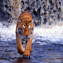Tiger Wallpapers HD