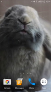 Rabbit Licks Your Screen LWP screenshot 5