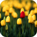 Tulips Video Live Wallpaper Icon