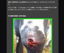 cow disease and how to treat it screenshot 3