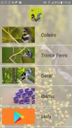 Pássaros de Fibra screenshot 0