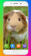 Guinea Pig Wallpaper screenshot 10