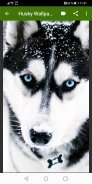 Husky Wallpapers screenshot 0