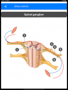 Anatomy Atlas for Students - Lite Version screenshot 5