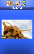 Mix Aminals. Animal morphing screenshot 8