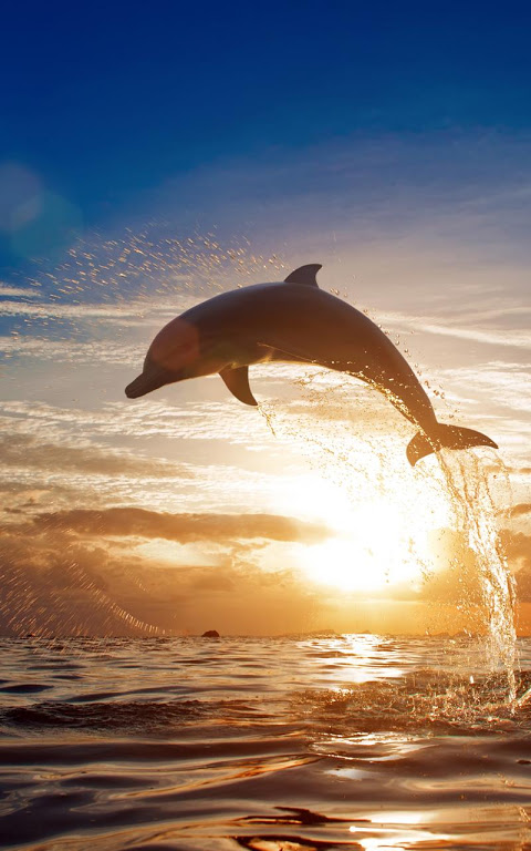 Tap Screen Dolphins Swim Live::Appstore for Android