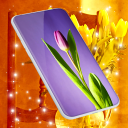 Tulip Spring 4K Wallpapers Icon