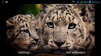 Cute Cats Live Wallpapers screenshot 5