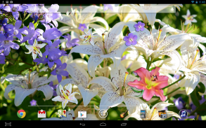 Lily Flower LWP screenshot 2