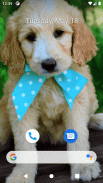 Cute Dog Wallpapers screenshot 2