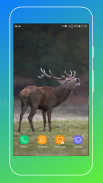 Deer Wallpapers screenshot 1