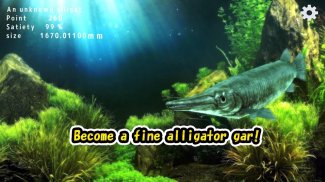 Alligator Gar raising from fry screenshot 1