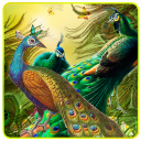 Peacock Live Wallpaper