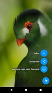 Cantos de Pássaros Brasileiros screenshot 6