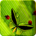 Friendly Bugs Live Wallpaper Icon