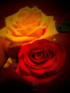 Flowers And Roses Animated Images Gif pictures 4K screenshot 3