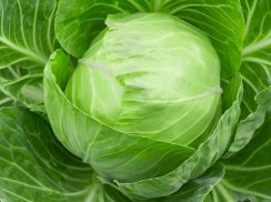 Cabbage Benefits screenshot 7