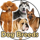 انواع الكلاب | سلالات الكلاب Icon