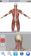 Visual Anatomy Lite screenshot 15