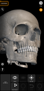 Скелет | 3D Анатомии screenshot 7