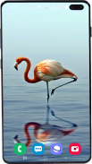 Flamingo Wallpaper HD screenshot 4