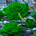 Green Roses Butterfly LWP Icon