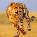 Cheetah Run