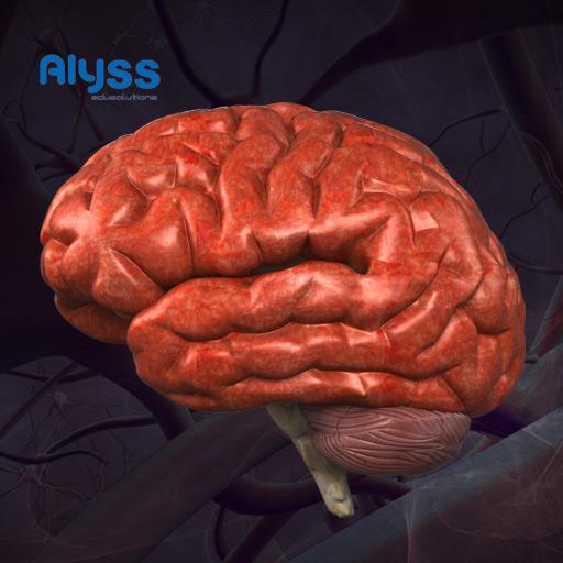 3 Д версия человеческого мозга. Мозг андроида. Человеческий мозг лаборатория препараты.
