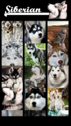 Siberian Husky Wallpaper screenshot 2