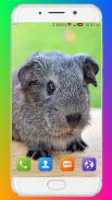 Guinea Pig Wallpaper screenshot 15