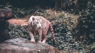 White Tiger Live Wallpaper (Backgrounds) screenshot 9