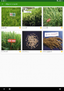 Paddy Varieties screenshot 4