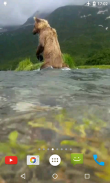Медведь 4K-видео живые обои screenshot 1