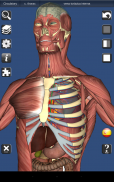 3D Bones and Organs (Anatomy) screenshot 15