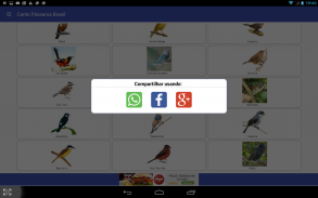 Canto de Pássaros Brasileiros screenshot 9