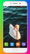 Swan Wallpaper HD screenshot 0